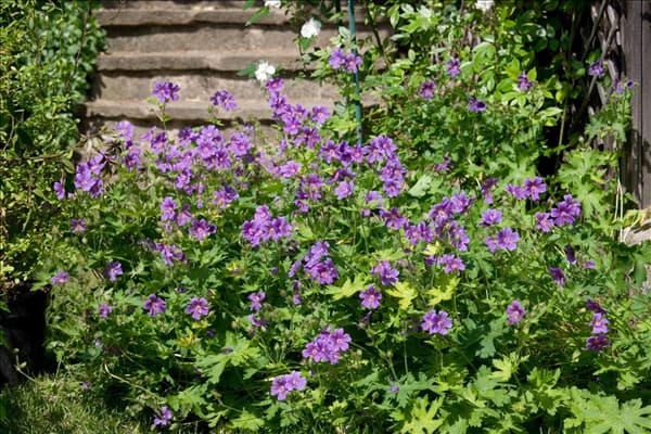Geranium Johnson's Blue