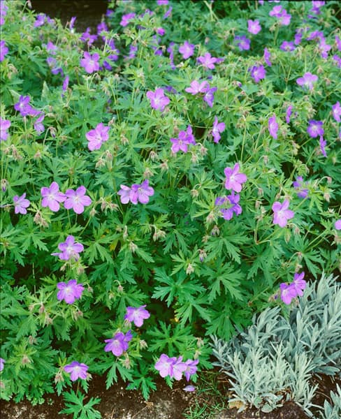 GERANIUM JOHNSON'S BLUE