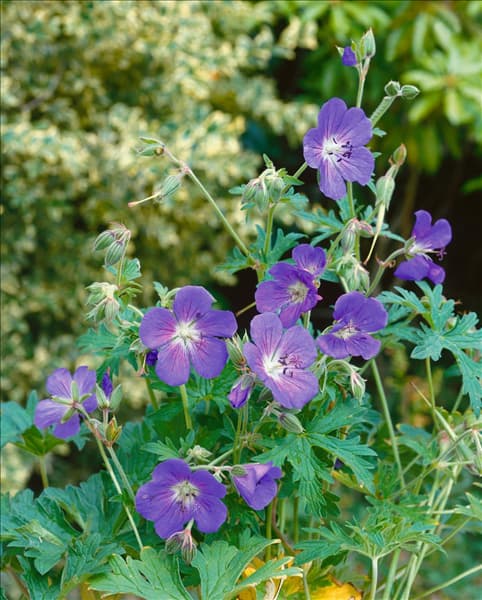 Geranium Johnson's Blue
