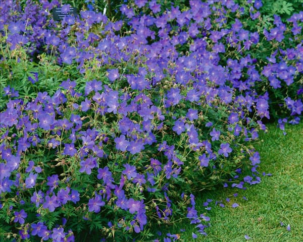 GERANIUM JOHNSON'S BLUE