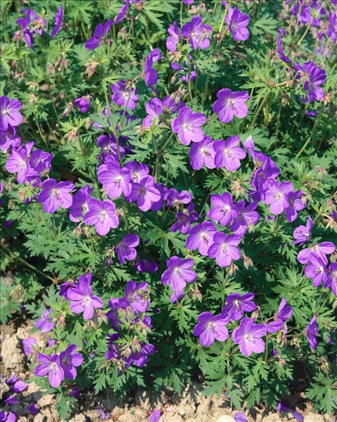 GERANIUM JOHNSON'S BLUE