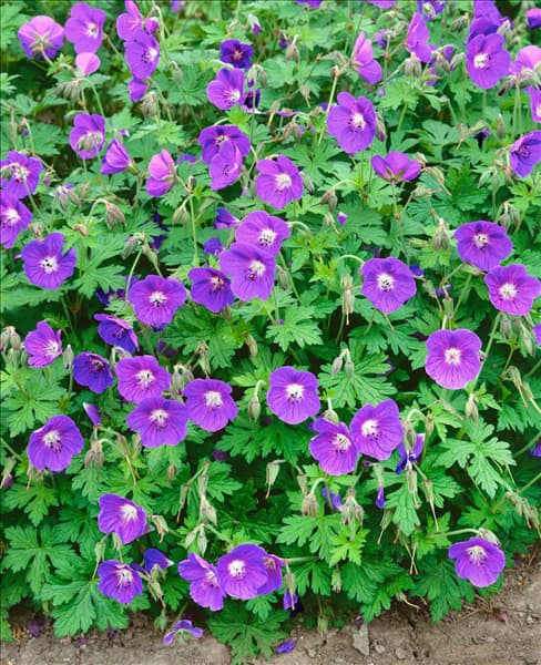 GERANIUM JOHNSON'S BLUE