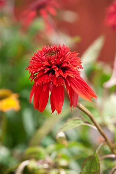 Echinacea Double Scoop ™ Cranberry
