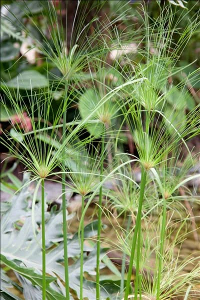 Cyperus haspan