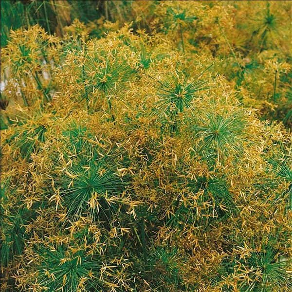 CYPERUS HASPAN