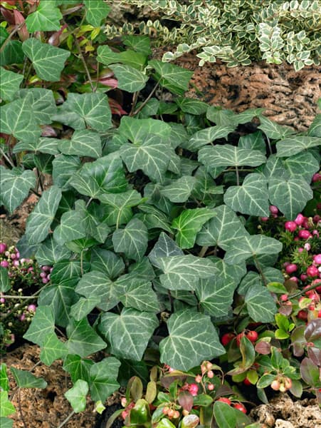Hedera helix Woerner