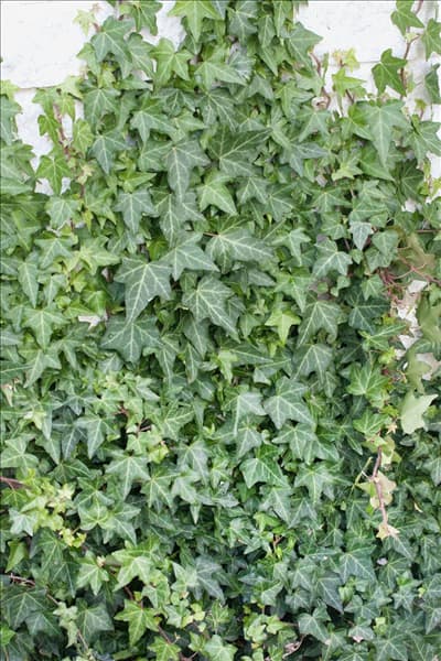 Hedera helix Woerner