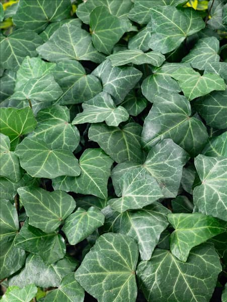 Hedera helix Woerner