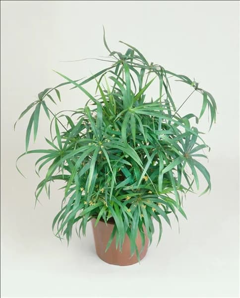 CYPERUS SUMULA