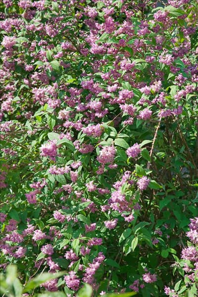 Deutzia x Hybrida Strawberry Fields