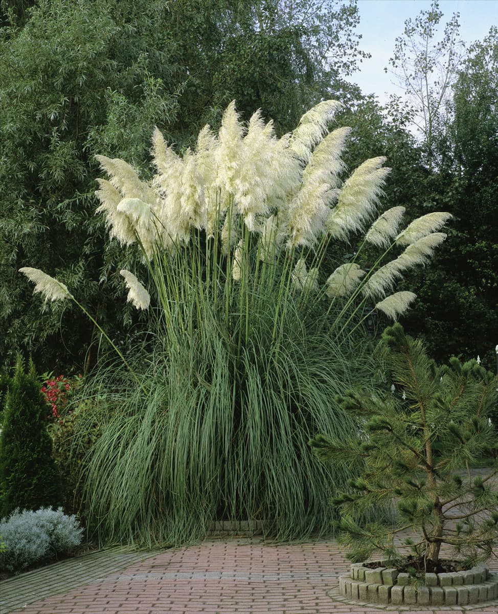 Cortaderia selloana