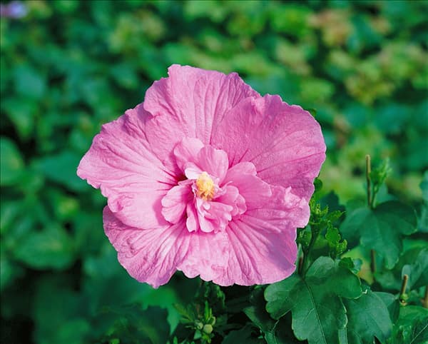 Hibiscus syriacus Lavender Chiffon (R)