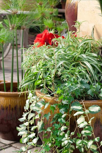 Chlorophytum und Hedera in Pflanzgefäß