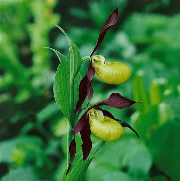 Cypripedium calceolus
