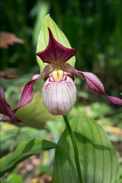 Cypripedium Aki