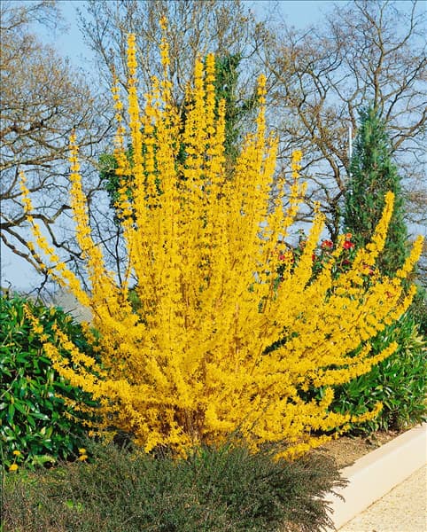Forsythia x intermedia Lynwood Gold