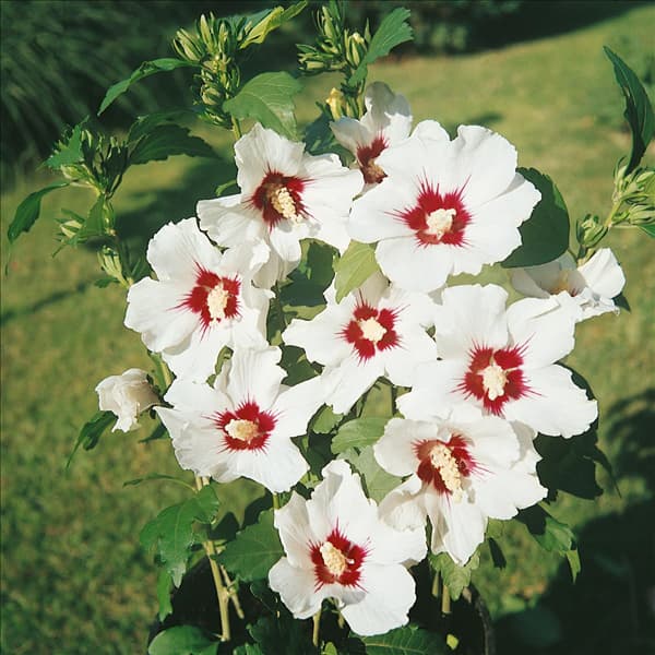 HIBISCUS SYRIACUS RED HEART/DETAIL