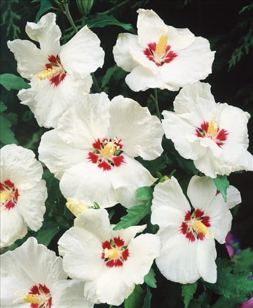 HIBISCUS SYRIACUS RED HEART