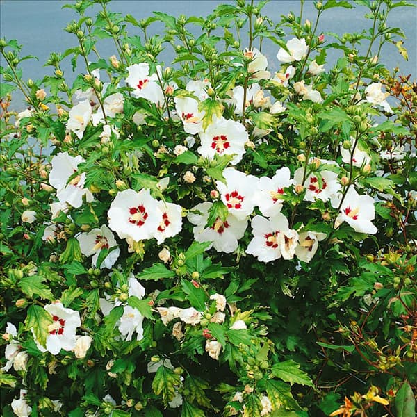 HIBISCUS SYRIACUS RED HEART