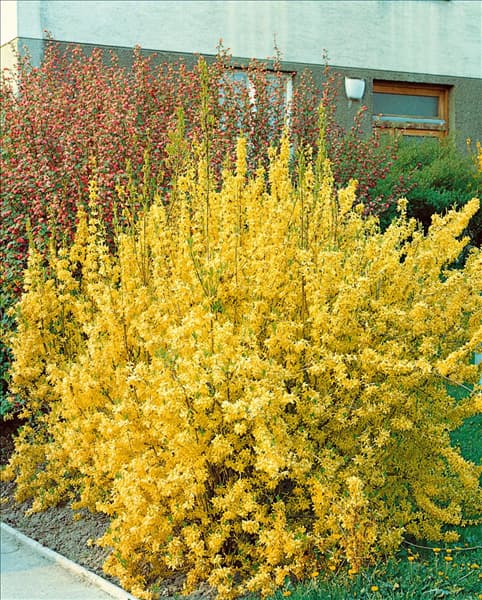 Forsythia x intermedia Lynwood Gold
