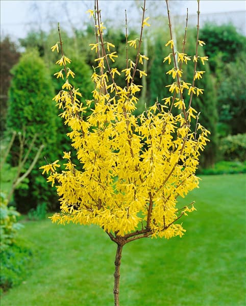 Forsythia x intermedia Lynwood Gold