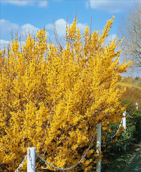Forsythia x intermedia Lynwood Gold