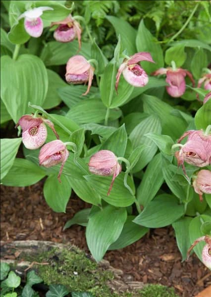 Cypripedium Kentucky Pink