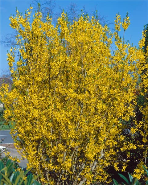 Forsythia x intermedia Lynwood Gold