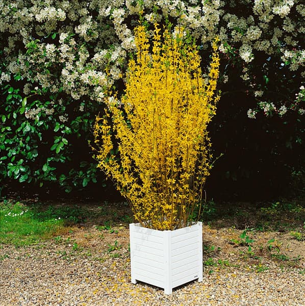 Forsythia x intermedia Lynwood Gold
