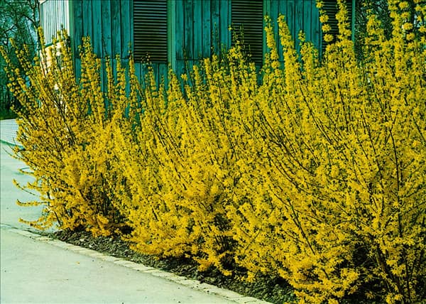 Forsythia x intermedia Lynwood Gold