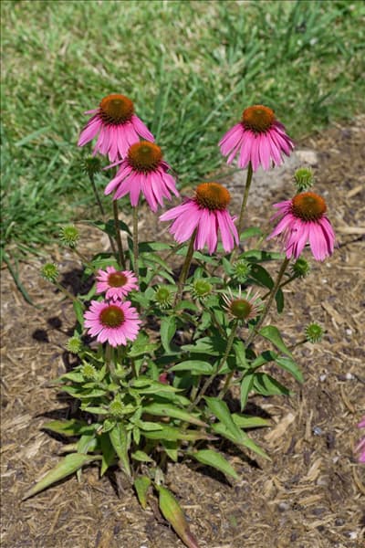 Echinacea purpurea Kim's Knee High