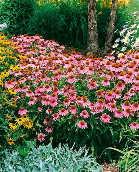 Echinacea purpurea Kim's Knee High
