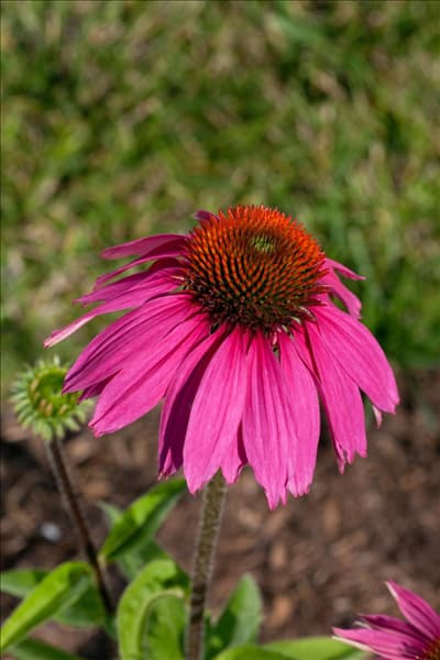 Echinacea purpurea Red Knee High