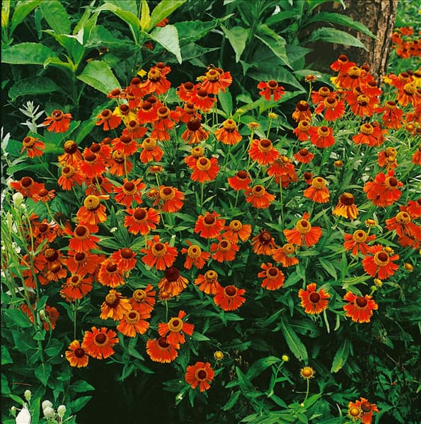 Helenium autumnale Moerheim Beauty