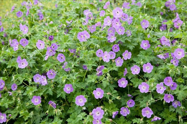 Geranium Gerwat ROZANNE