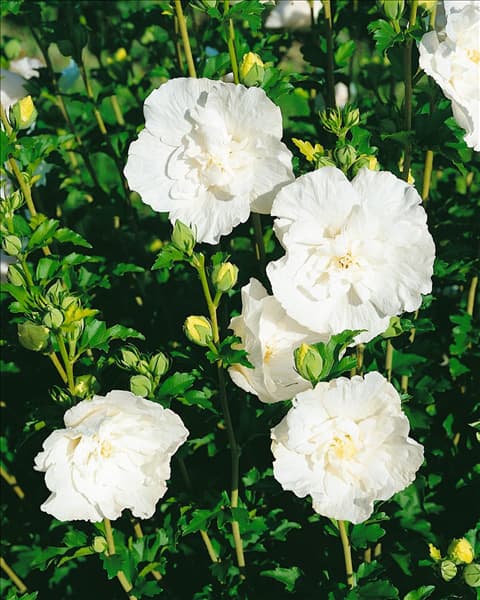 Hibiscus syriacus White Chiffon (R)