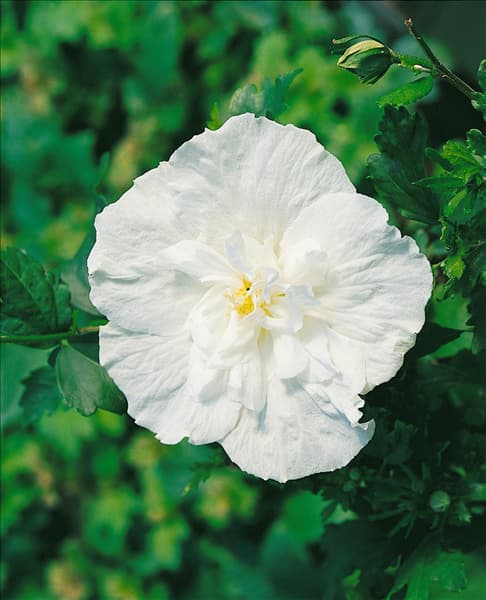 Hibiscus syriacus White Chiffon (R)