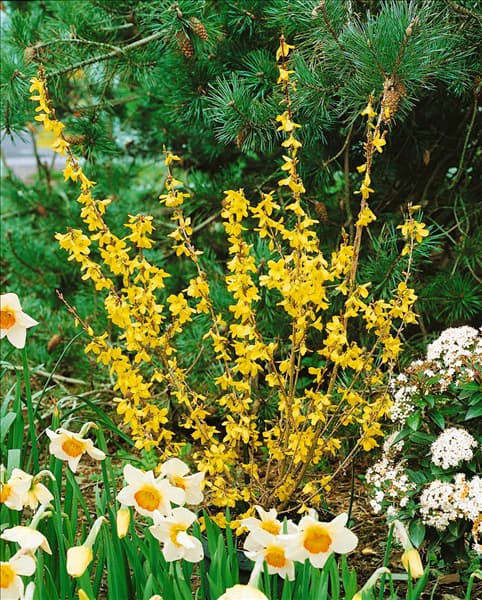 Forsythia x intermedia Weekend (R)