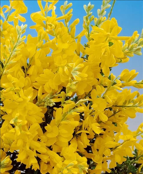 CYTISUS X RACEMOSUS NANA