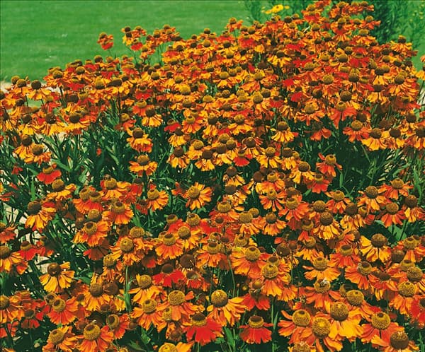 Helenium autumnale Moerheim Beauty