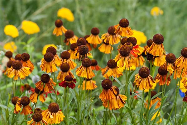 Helenium autumnale Moerheim Beauty
