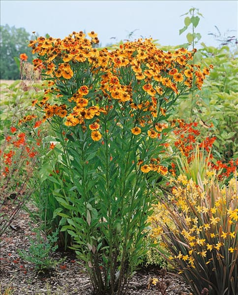 Helenium autumnale Moerheim Beauty