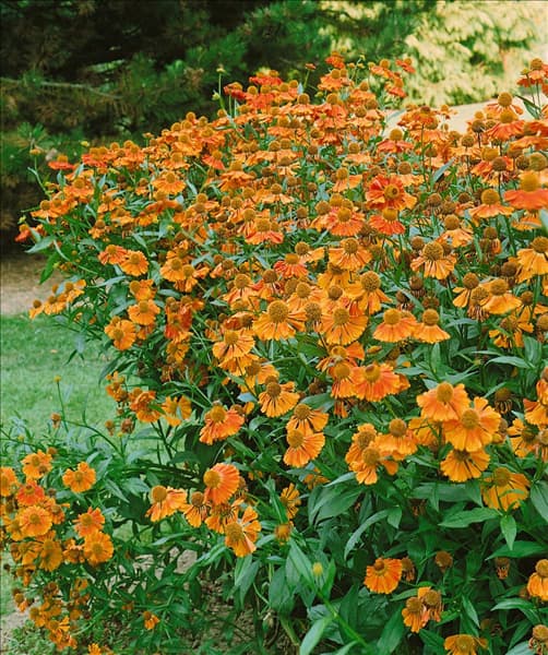 Helenium autumnale Moerheim Beauty