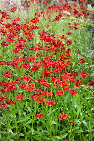 Helenium autumnale Moerheim Beauty
