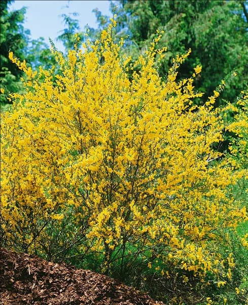 Cytisus scoparius