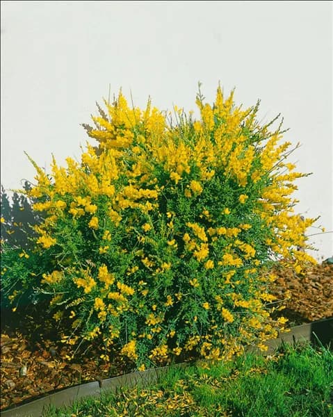 Cytisus scoparius