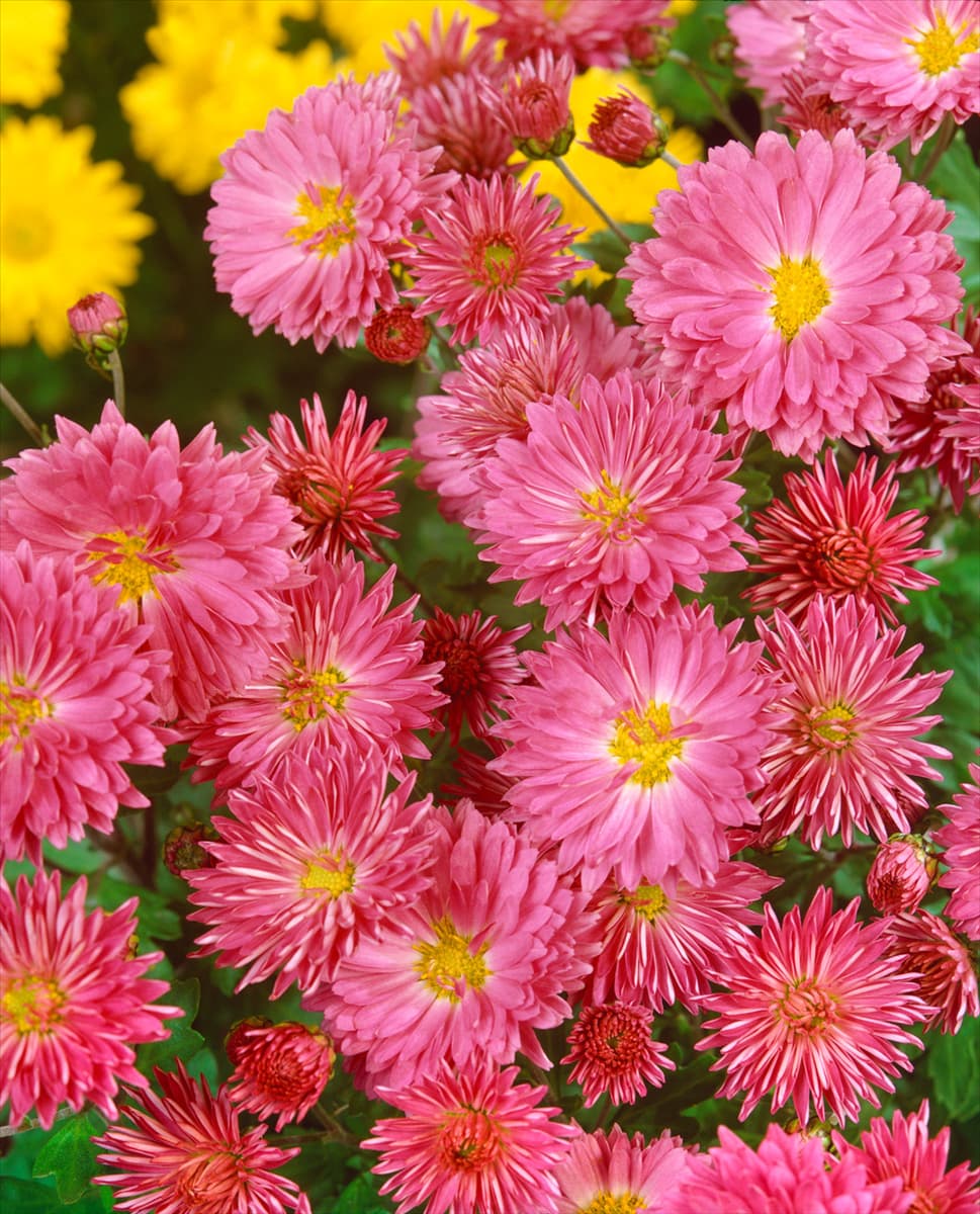 Chrysanthemum x grandiflorum rosa
