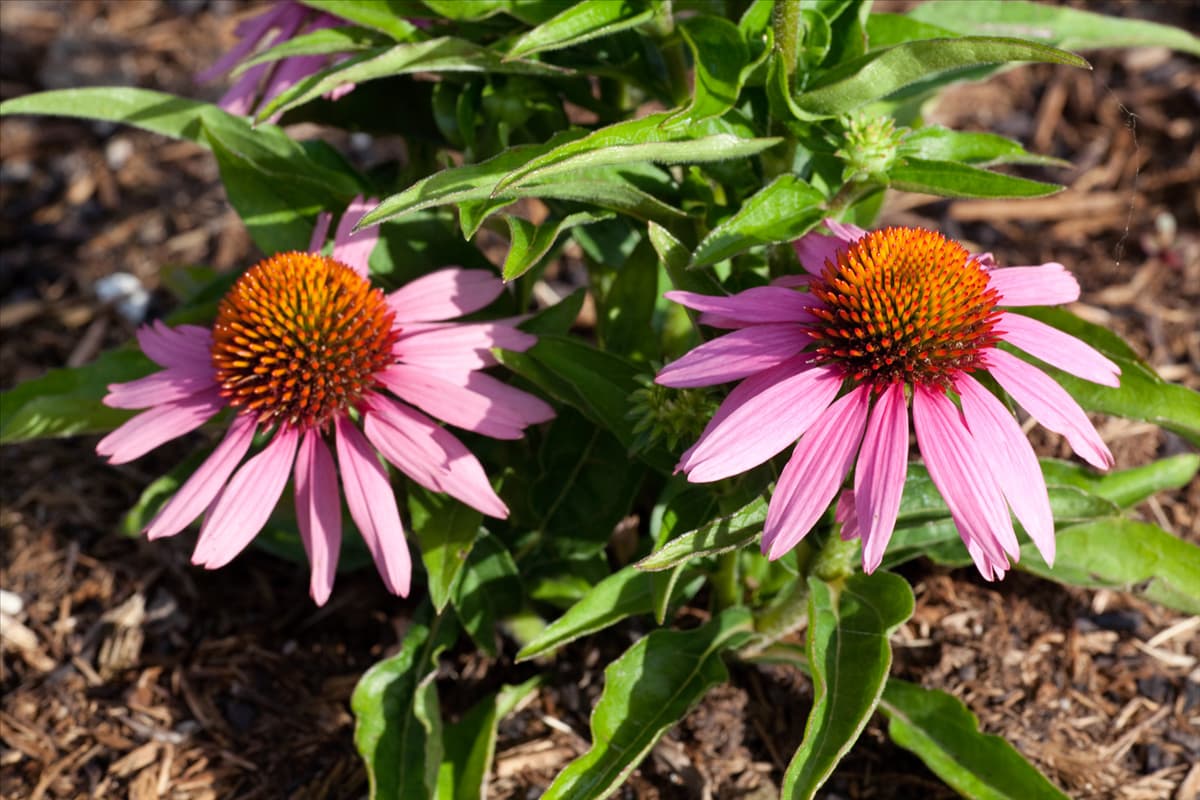 Echinacea purpurea Mistral