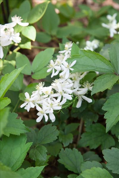 Clematis x jouiniana