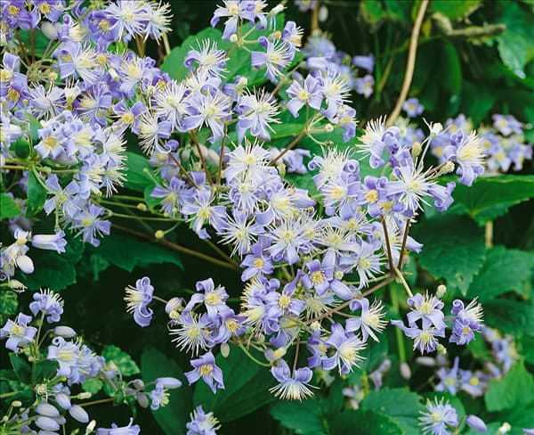 Clematis x jouiniana Mrs Robert Brydon